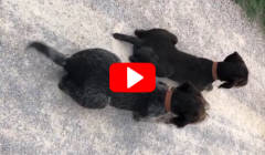 Halsung COCO an zwei Hunden